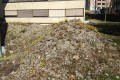 Tussilage